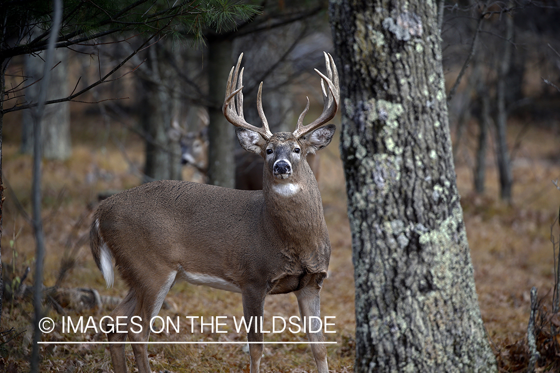 White-tailed buck in the rut.