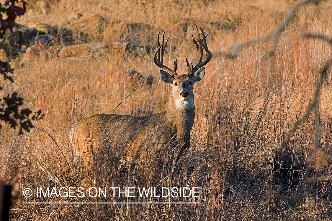 White-tailed buck in field.