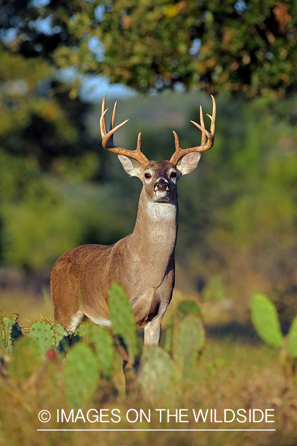 White-tailed buck in the Rut.