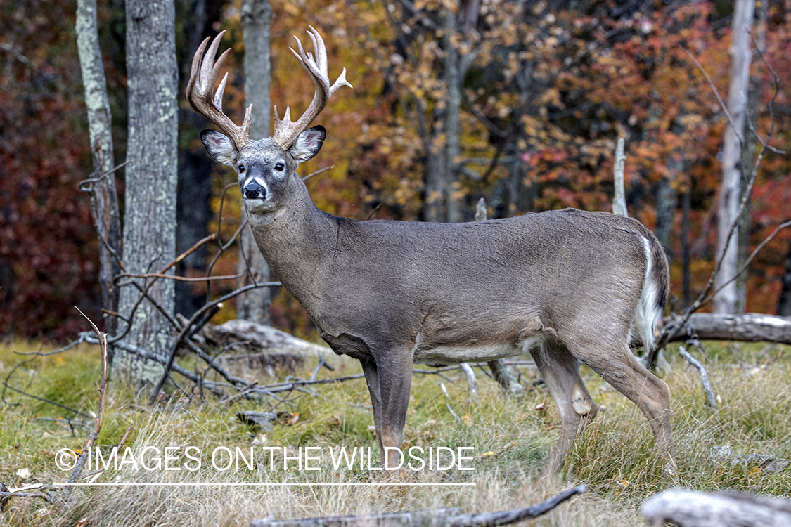 White-tailed buck in field.