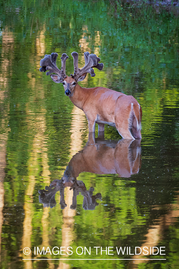 White-tailed buck in Velvet.