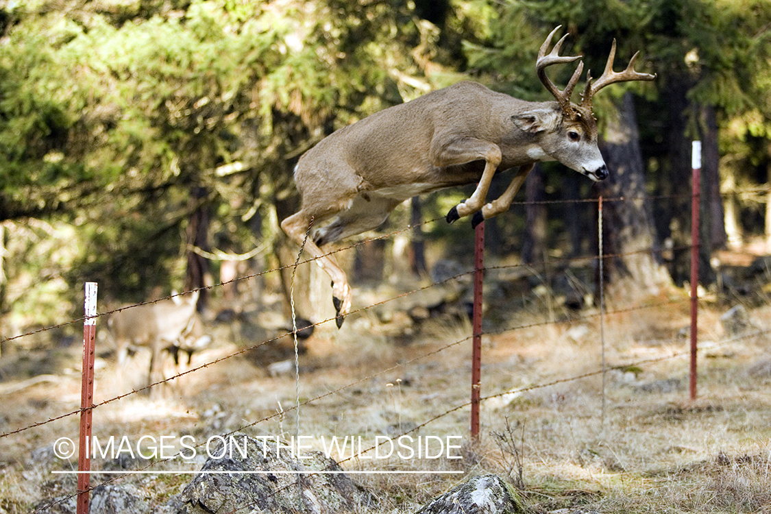 White-tailed deer in habitat