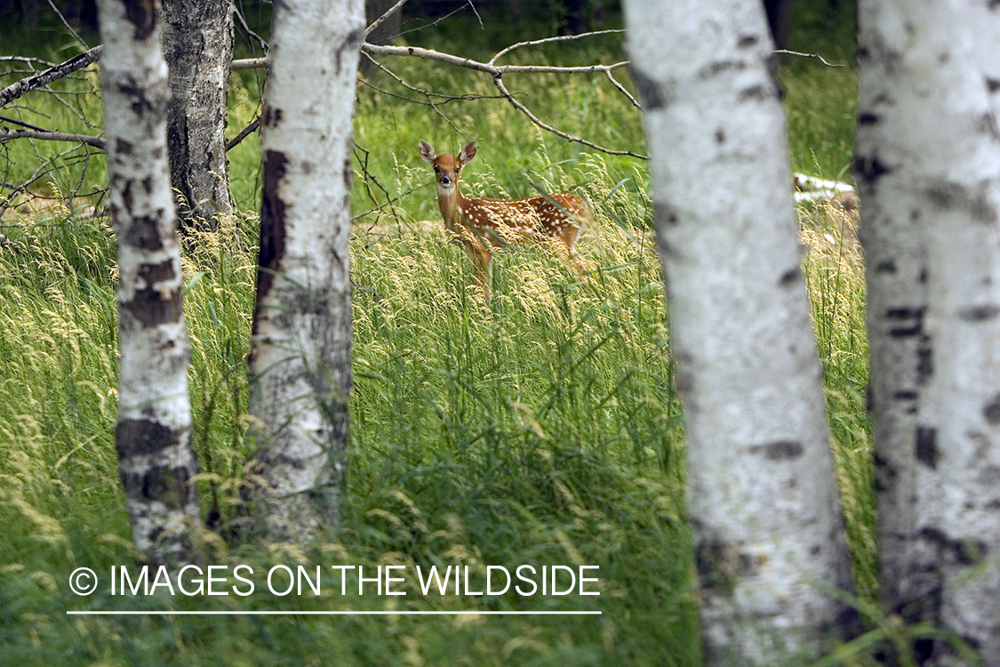 White-tailed fawn in habitat