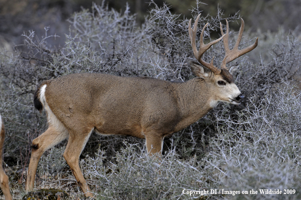 Blacktail buck in habitat.