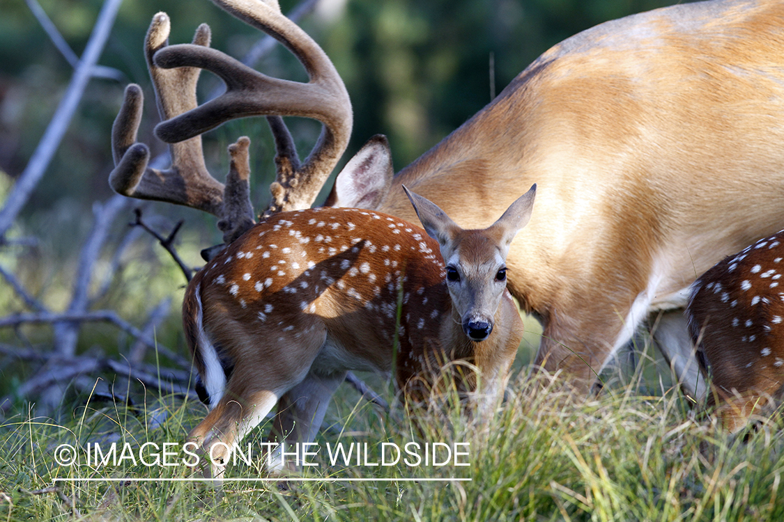 White-tailed fawn with buck. 