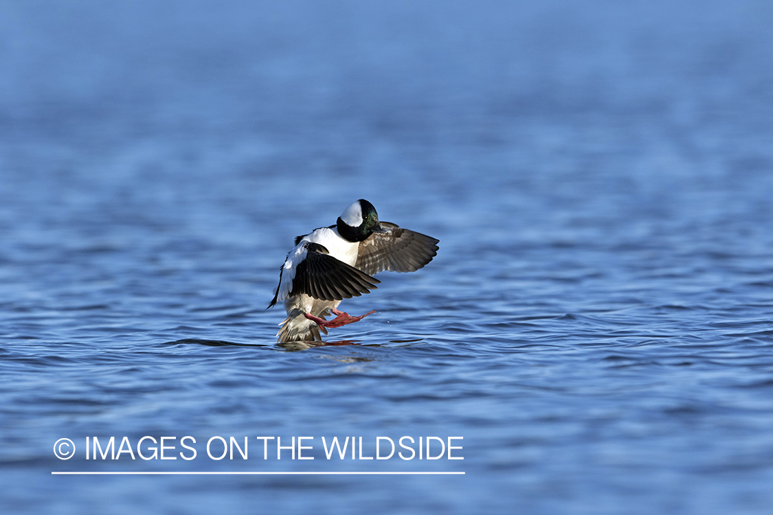 Bufflehead landing on water.