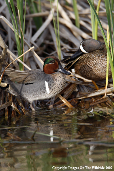 Green-Winged Teal and Blue-Winged Teal Ducks