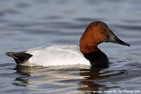 Canvasback Drake