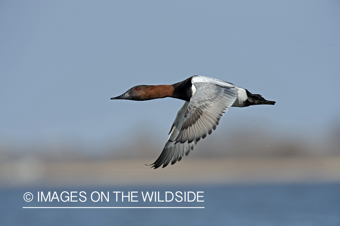 Canvasback in flight.