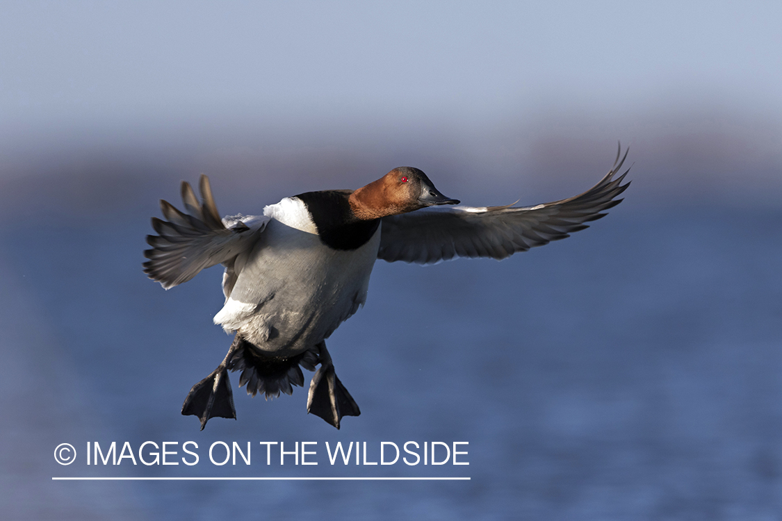 Canvasback drake in flight.