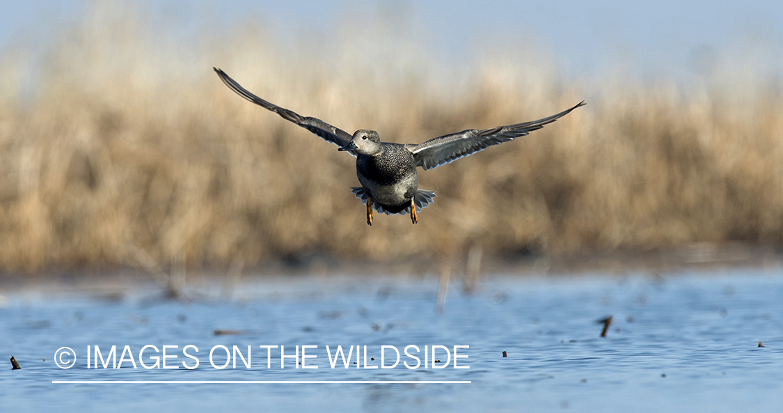 Gadwall in flight.