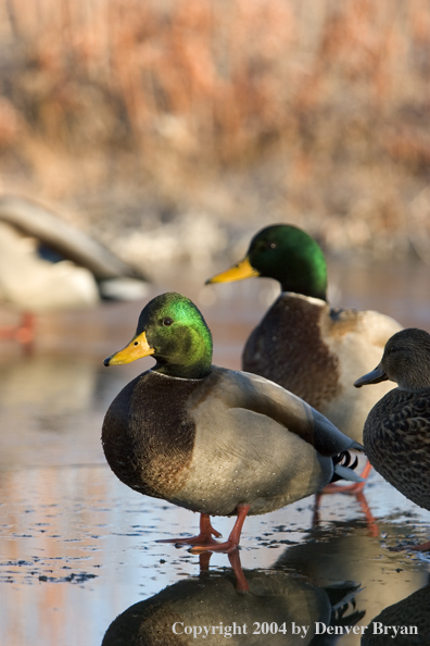 Mallards on ice.