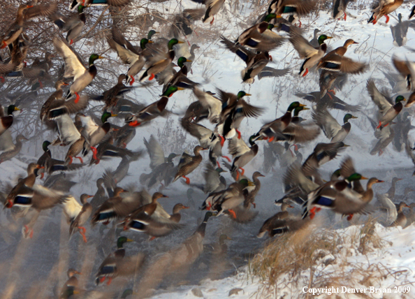 Mallard Ducks/Flock