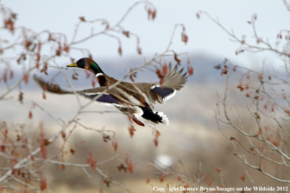 Mallard in flight. 