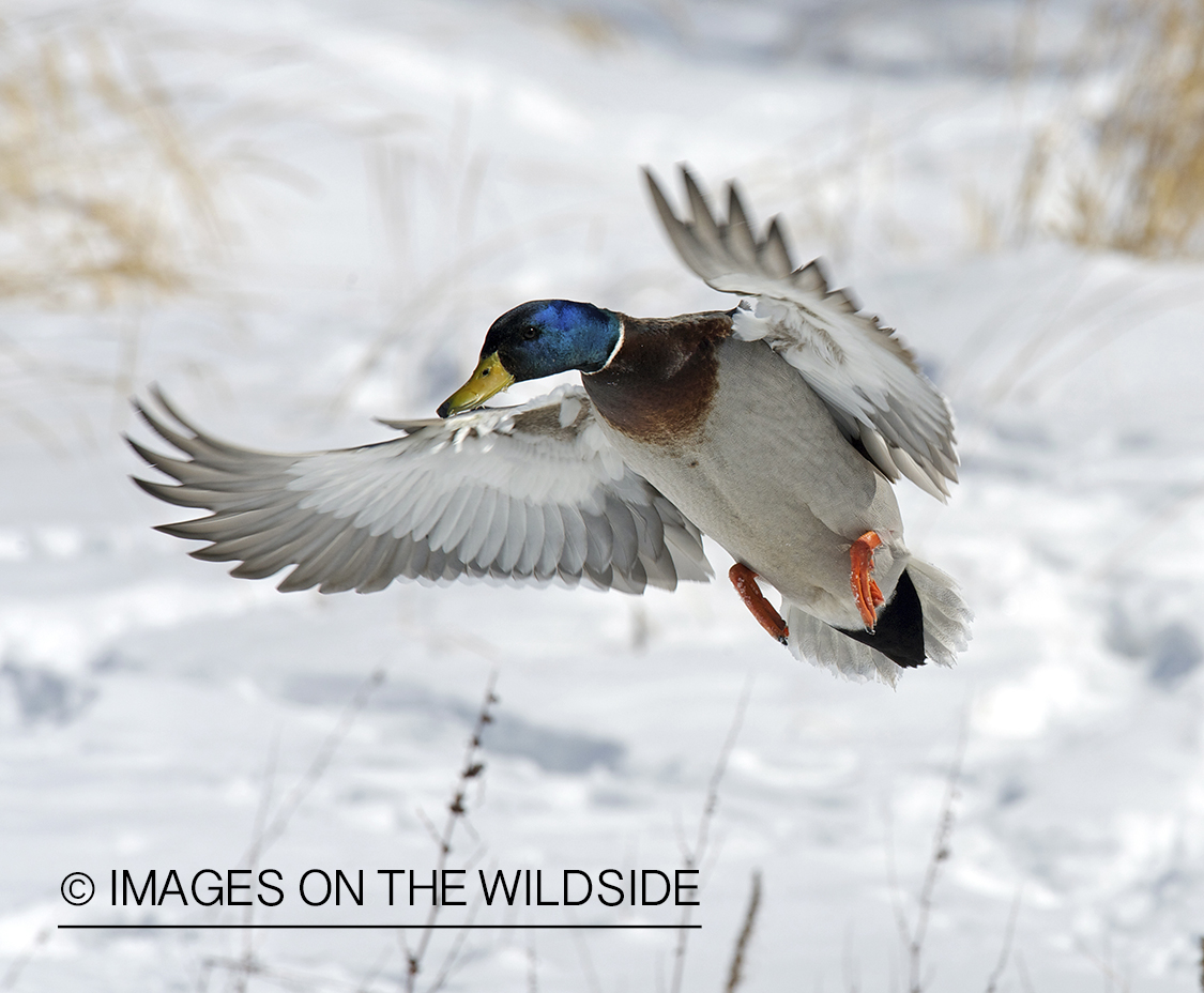 Mallard duck in flight.