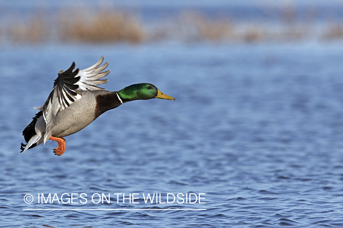 Mallard drake in flight.