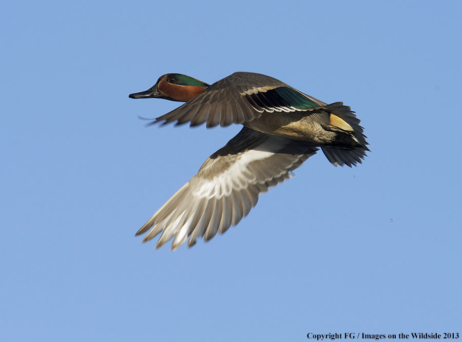 Green-winged teal in flight.