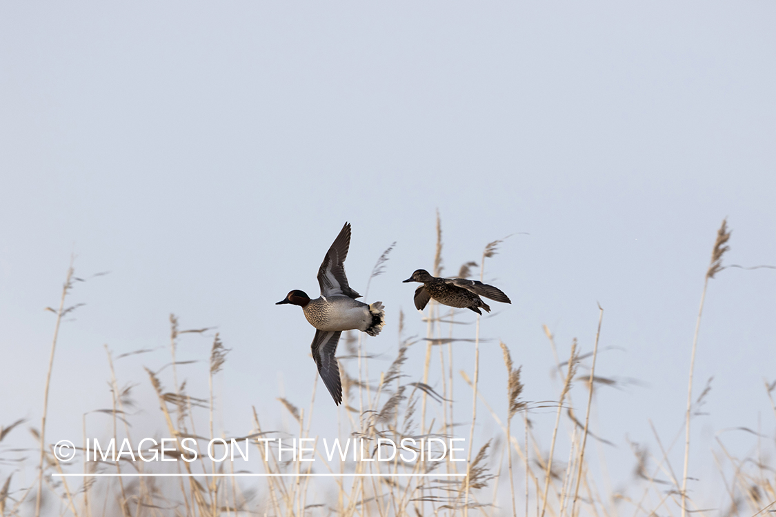 Green-winged Teal ducks in flight.