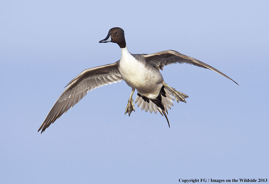 Pintail in flight.