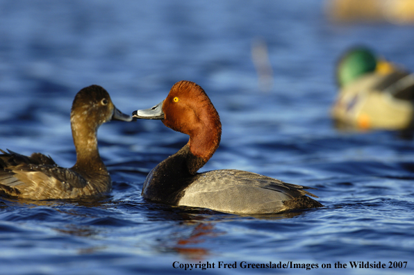 Redhead duck