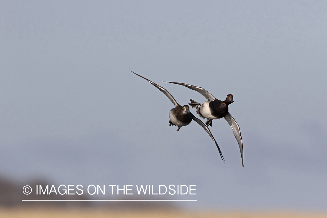 Redhead ducks in flight.