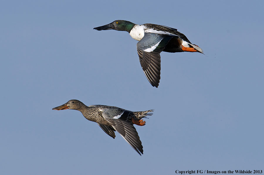 Shoveler ducks in flight.