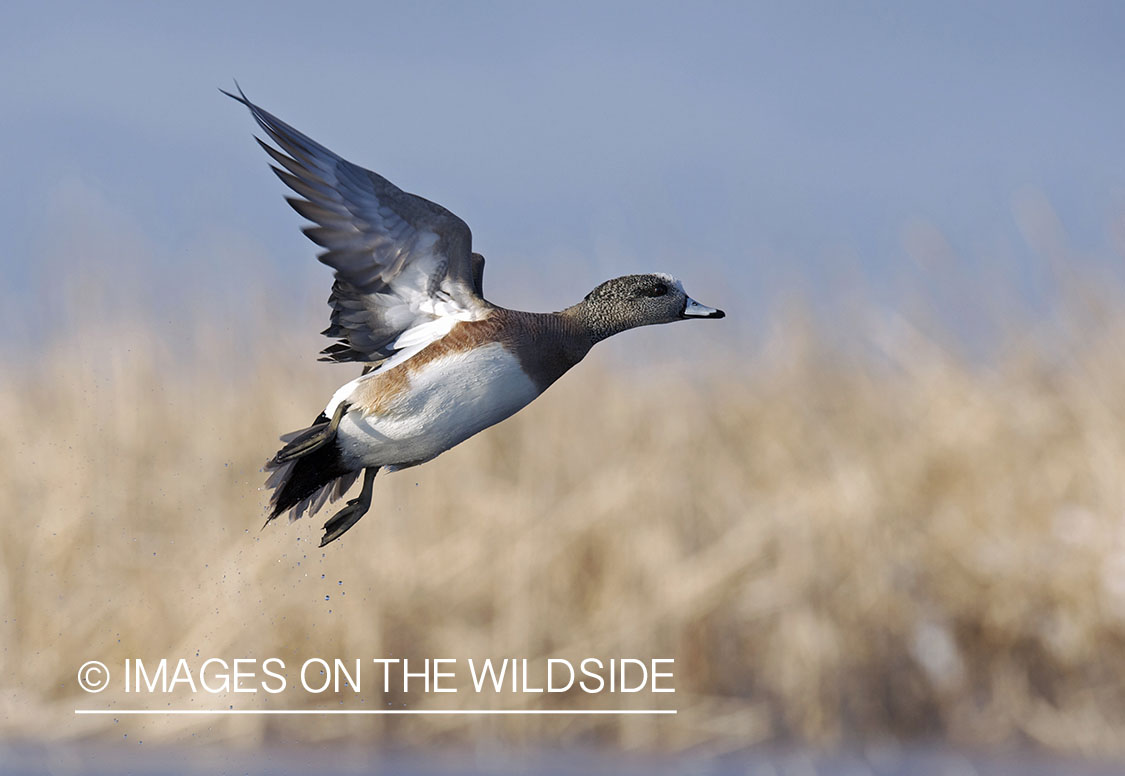 Wigeon duck in flight.