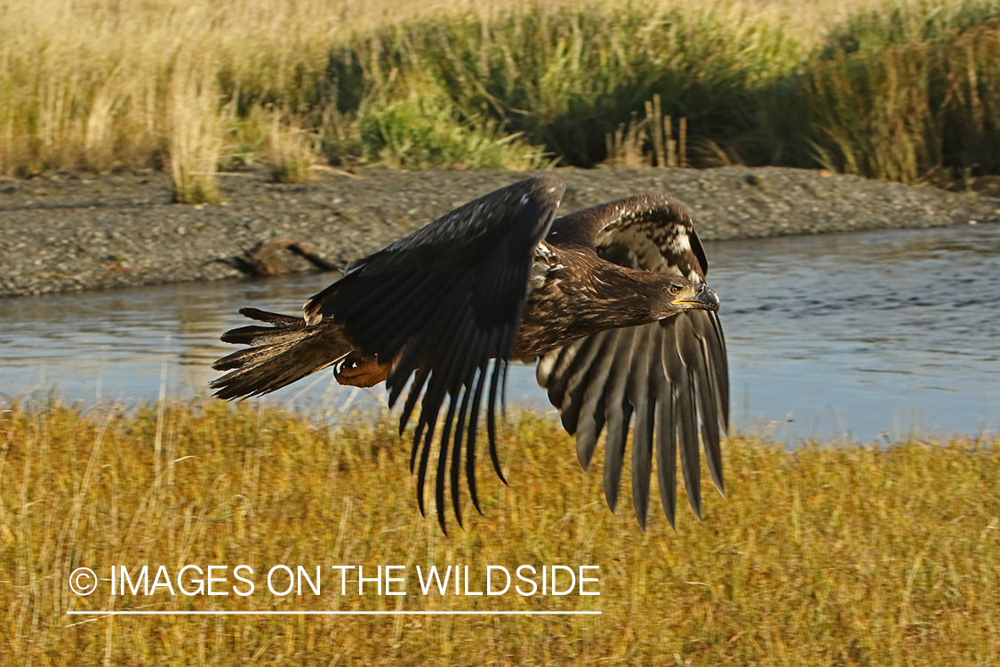 Bald Eagle (immature).