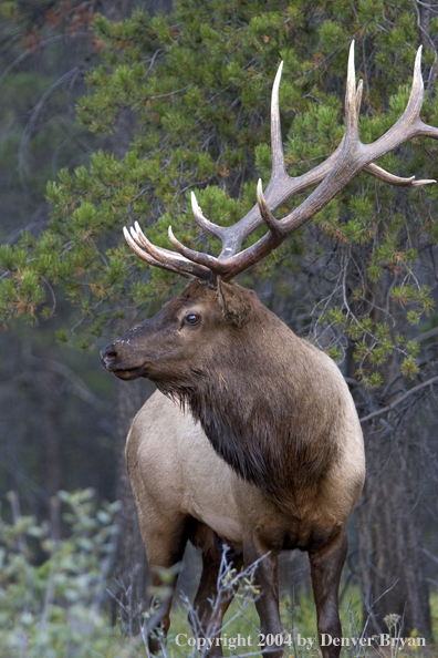 Rocky Mountain bull elk in habitat.