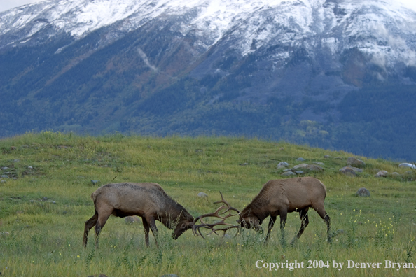 Rocky Mountain bull elk fighting.