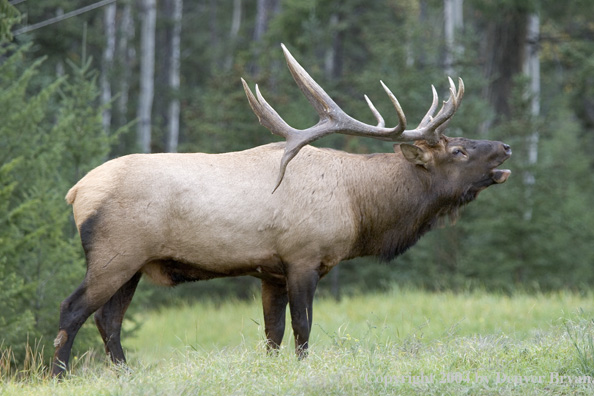 Rocky Mountain bull elk bugling.