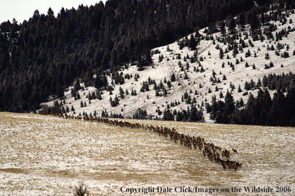 Rocky Mountian Elk Herd