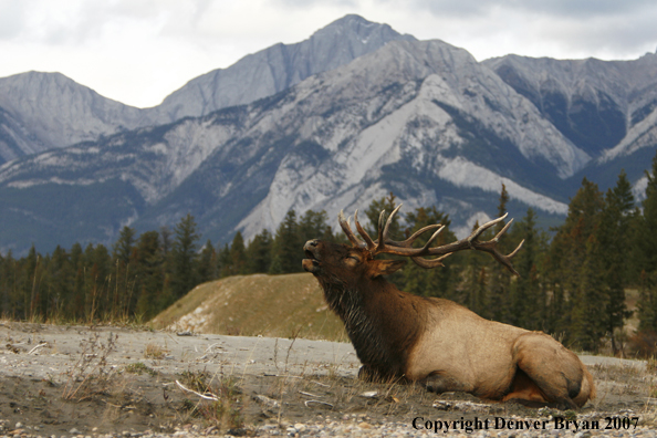 Rocky Mountain Elk bedded down