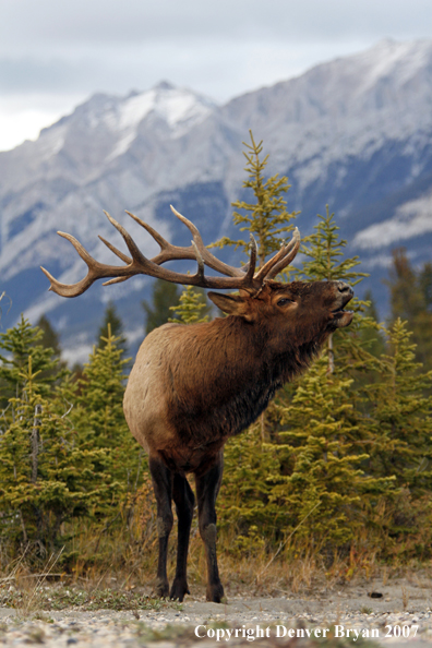 Rocky Mountain Elk bugling