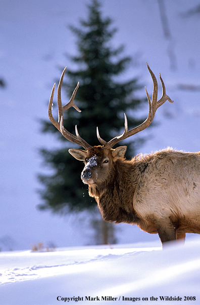 Rocky Mountain Elk