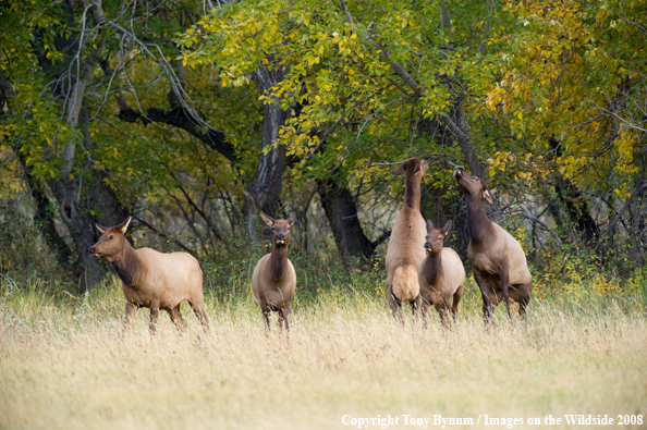 Cow elk fighting