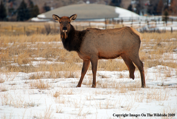 Cow elk with lost appendage