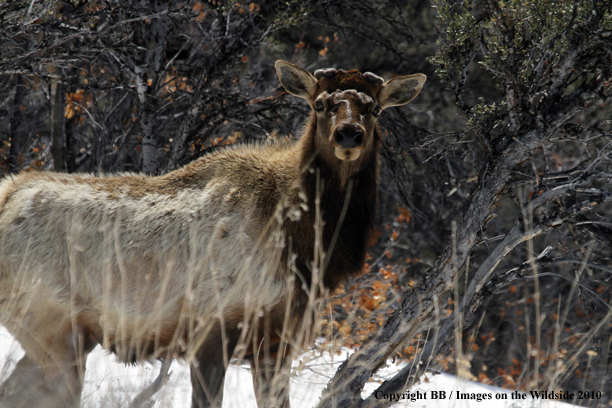 Bull elk in velvet in winter habitat