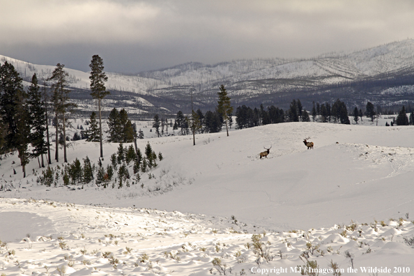 Rocky Mountain Bull Elk in habitat. 