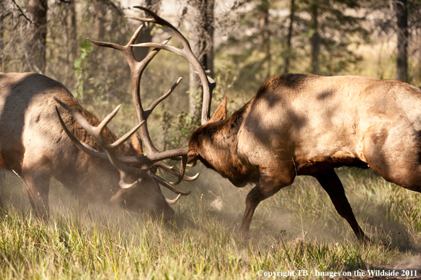 Bull elk fighting. 