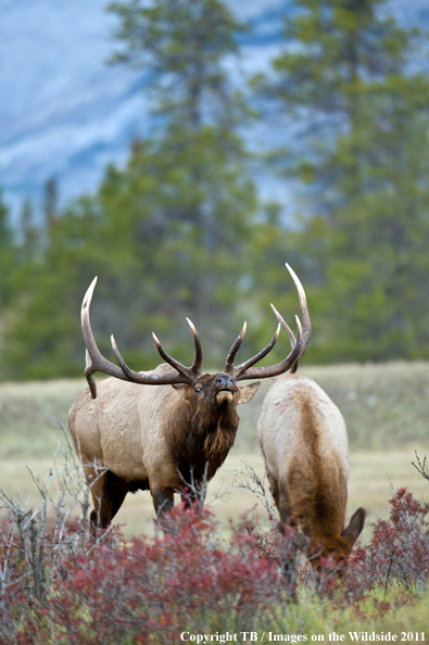 Rocky Mountain bull elk bugling. 