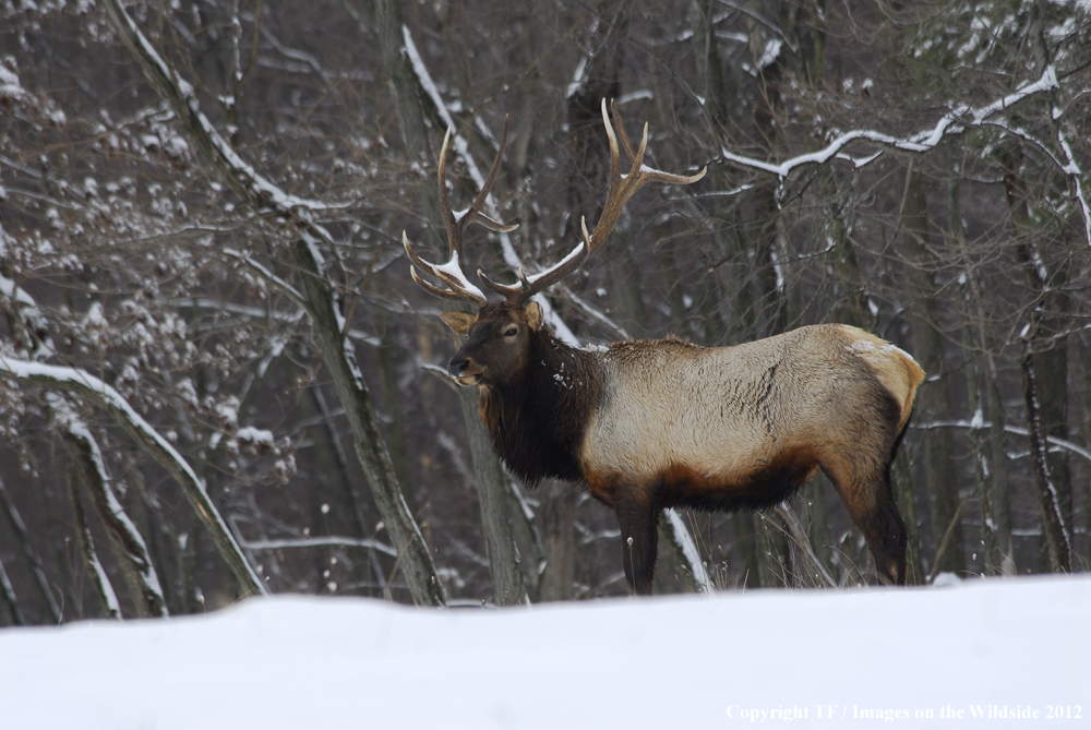 Bull elk in habitat. 