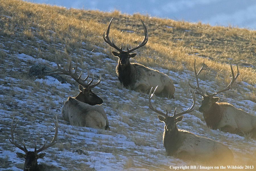 Rocky Moutain Elk in habitat.