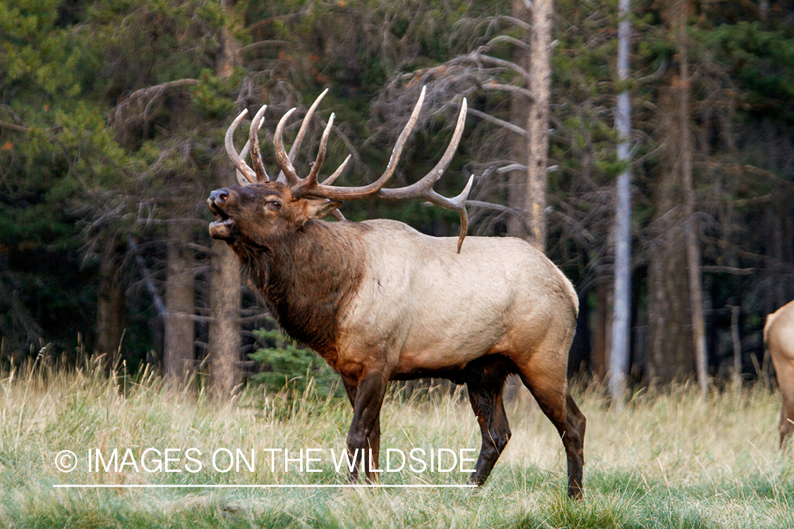 Rocky Mountain Bull Elk bugling in habitat.