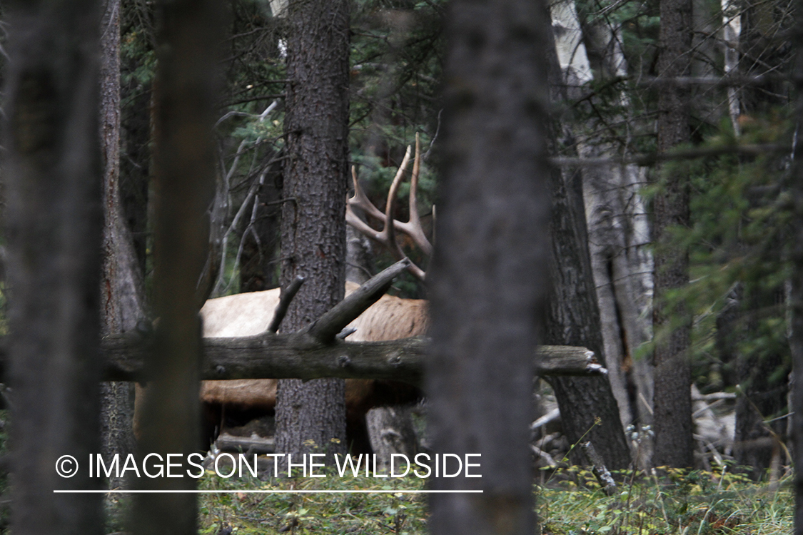 Rocky Mountain Bull Elk in habitat.