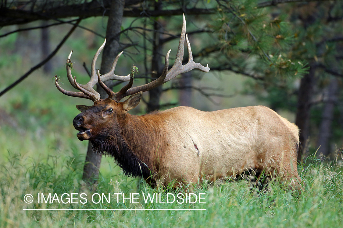 Rocky Mountain Bull Elk bugling in habitat.