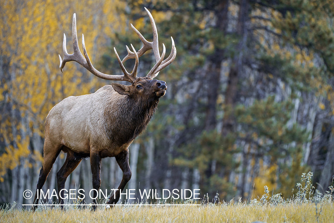 Bull elk sniffing air.