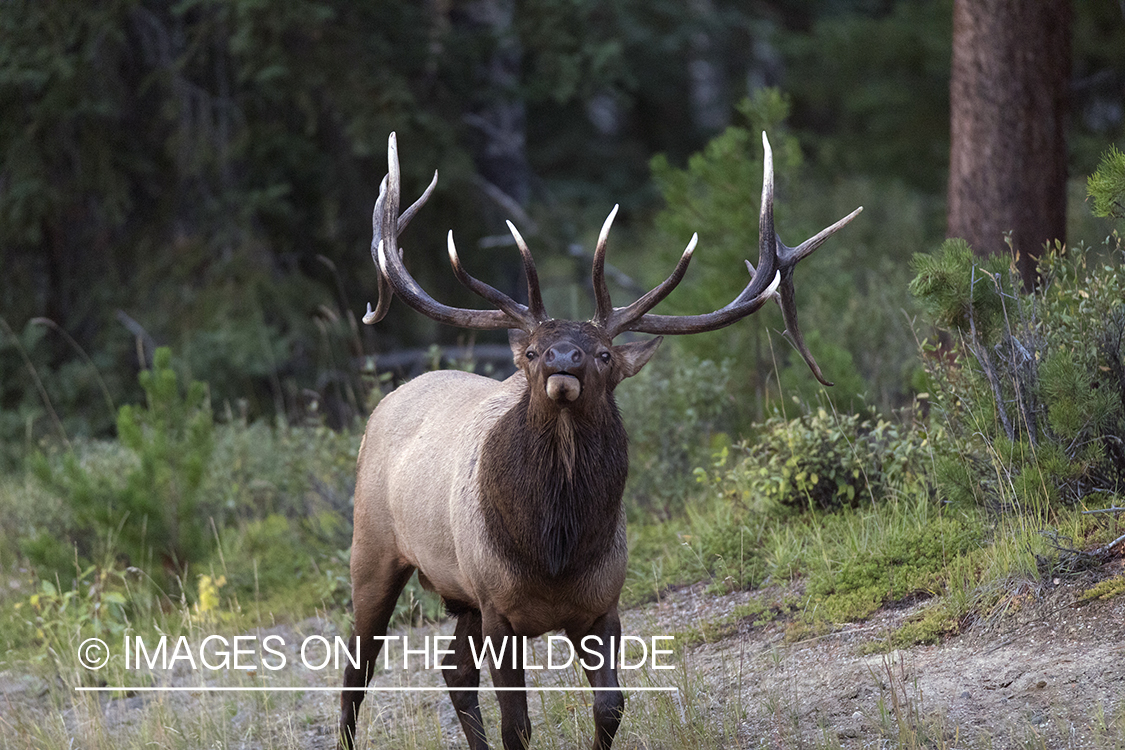 Bull elk sniffing the air.