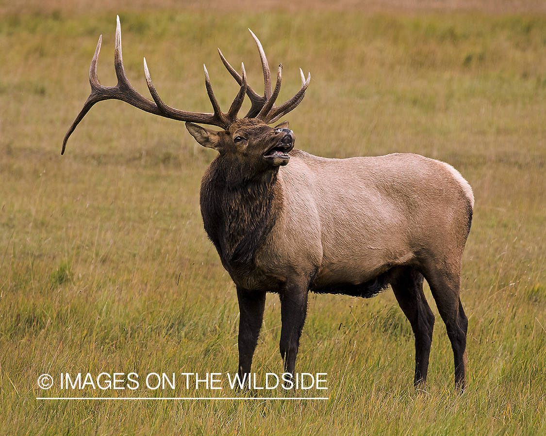 Bull elk bugling.