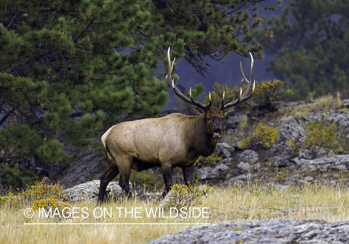 Bull elk bugling.